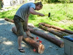 Yew wood splitting