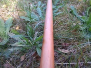 Laminate Yew Longbow