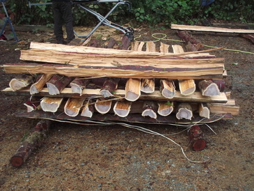 Pacific Yew staves