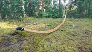 Longbow Selfbow ​Pacific Yew​​​​